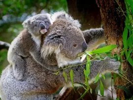 Descubre cuál es el hábitat del koala y dónde encontrarlo