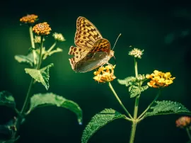 Descubre dónde viven y qué comen las mariposas hábitat y alimentación