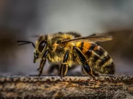 Protégete con colmenas de abejorros biológicos catálogo de protección y desinfección para tus cultivos