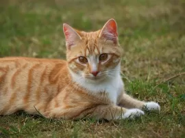 Madrid adopta un gato hoyBebés gatos MadridEncuentra en Madrid gatos en adopción incluso bebés