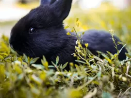 Descubre por qué los conejos pueden morir de repente y cómo prevenirlo
