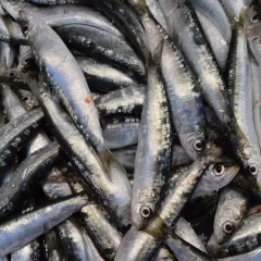 Sabrosas y fáciles recetas con sardinas de lata opciones rápidas y deliciosas